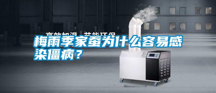 梅雨季家蠶為什么容易感染僵病？