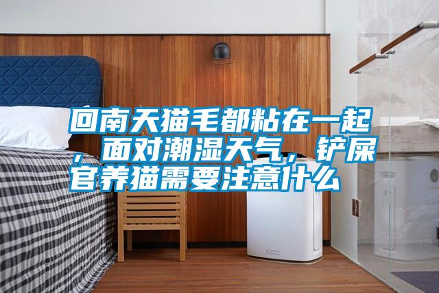 回南天貓毛都粘在一起，面對潮濕天氣，鏟屎官養(yǎng)貓需要注意什么