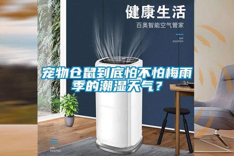 寵物倉鼠到底怕不怕梅雨季的潮濕天氣?