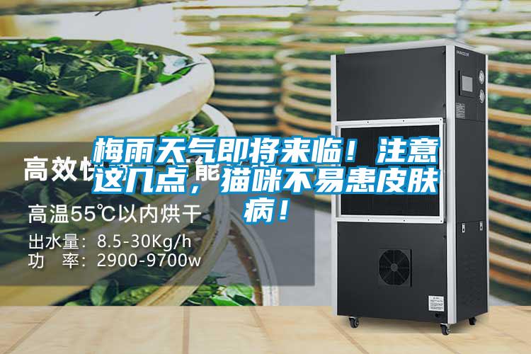 梅雨天氣即將來臨！注意這幾點，貓咪不易患皮膚病！