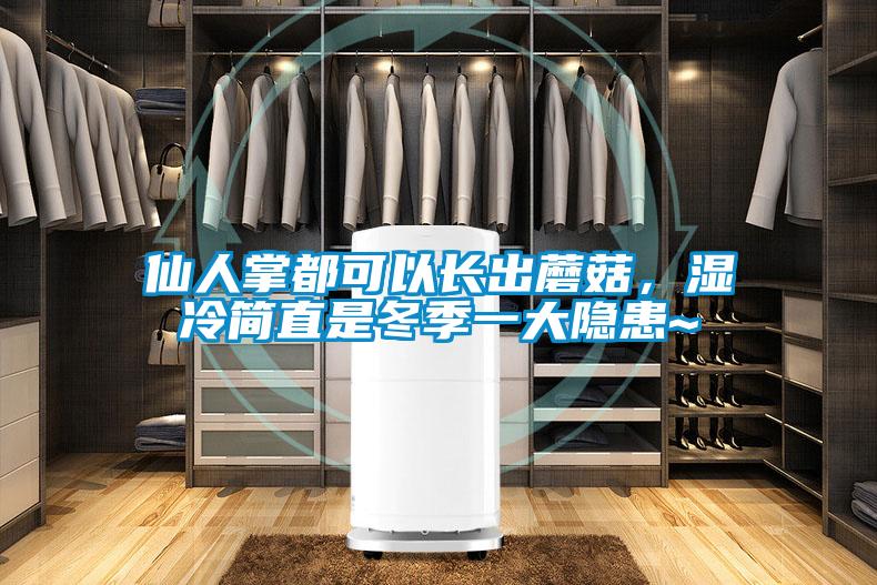 仙人掌都可以長出蘑菇，濕冷簡直是冬季一大隱患~