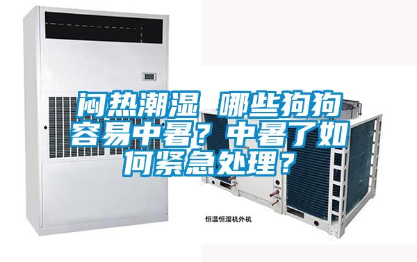 悶熱潮濕 哪些狗狗容易中暑？中暑了如何緊急處理？